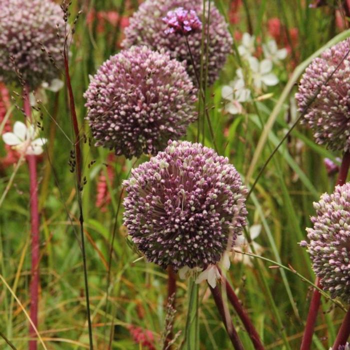 Allium 'Summer Drummer' plant