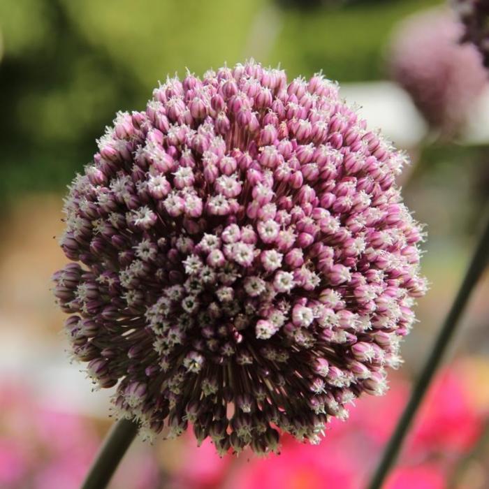 Allium 'Summer Drummer' plant