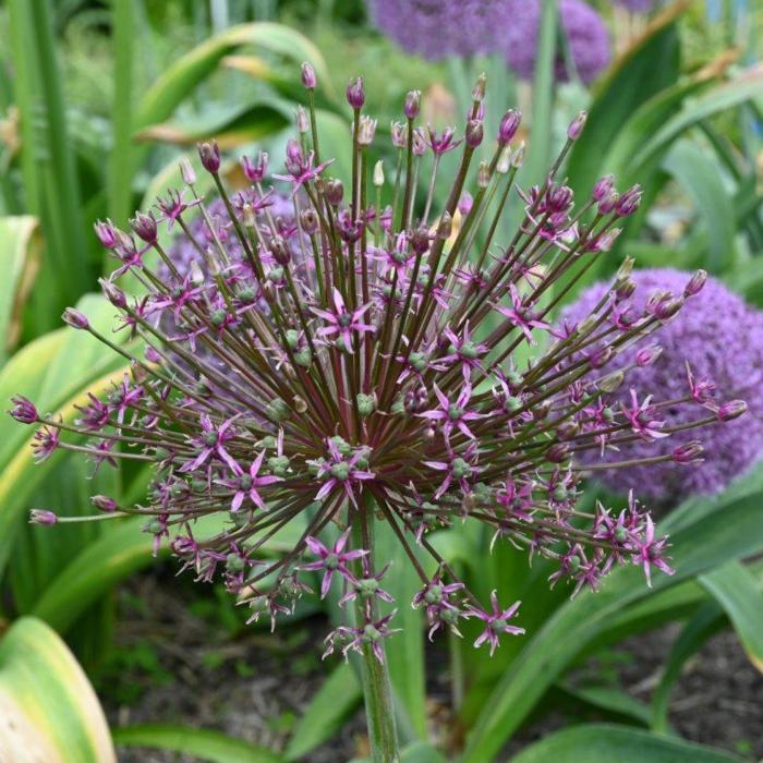 Allium 'Toabago' plant