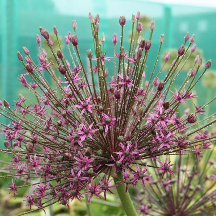 Allium 'Toabago' plant