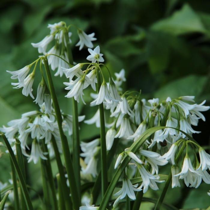 Allium triquetrum plant