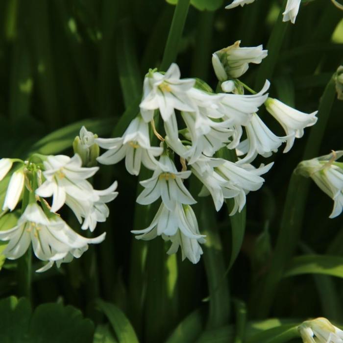 Allium triquetrum plant