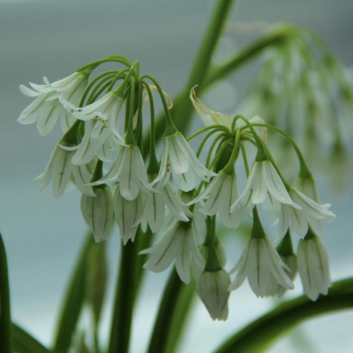 Allium triquetrum plant