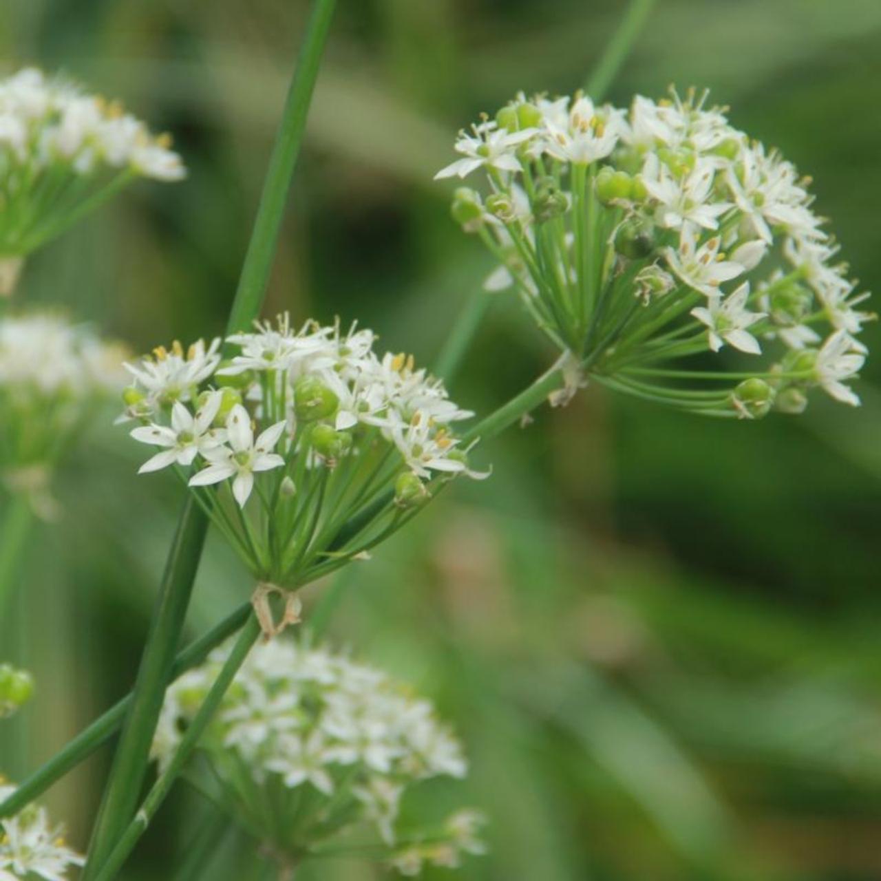 Allium tuberosum plant