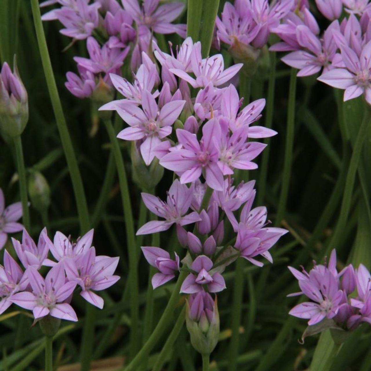 Allium unifolium plant