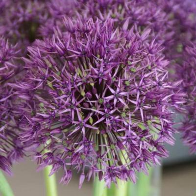 allium-universe