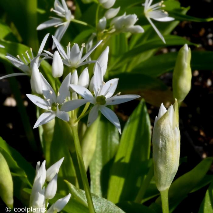 Allium ursinum plant