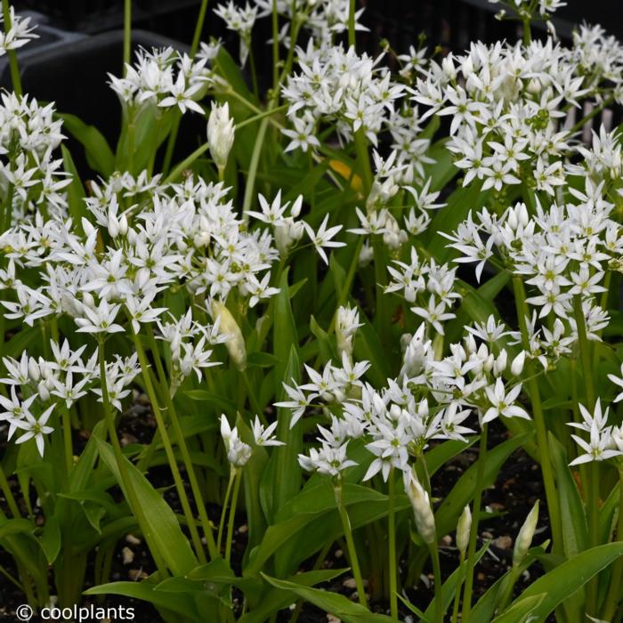 Allium ursinum plant