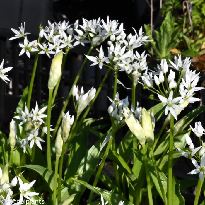 Allium ursinum plant