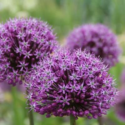 allium-venus
