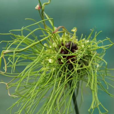 allium-vineale-hair