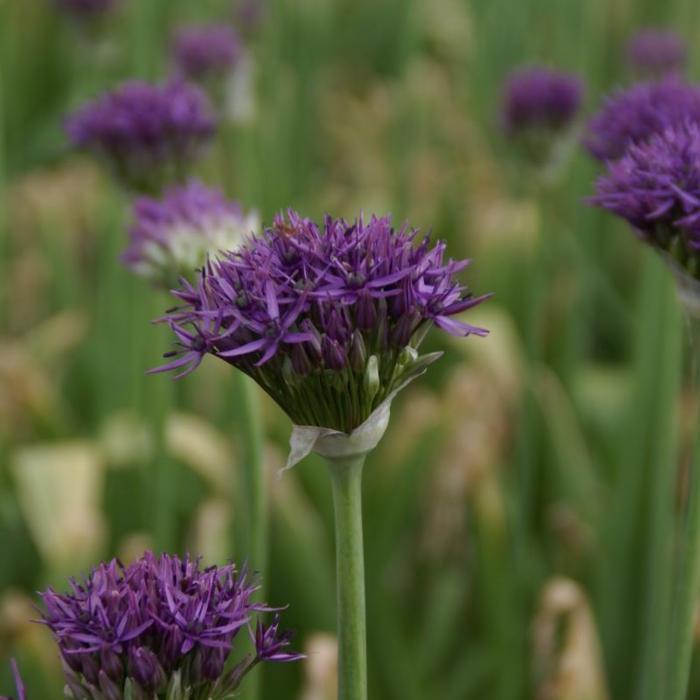 Allium 'Violet Beauty' plant
