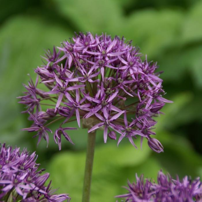 Allium 'Violet Beauty' plant