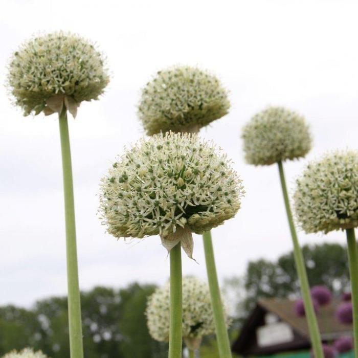 Allium 'White Giant' plant