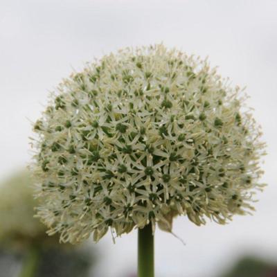 allium-white-giant