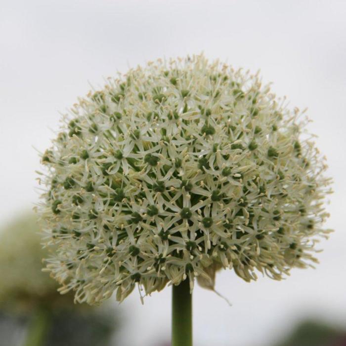 Allium 'White Giant' plant