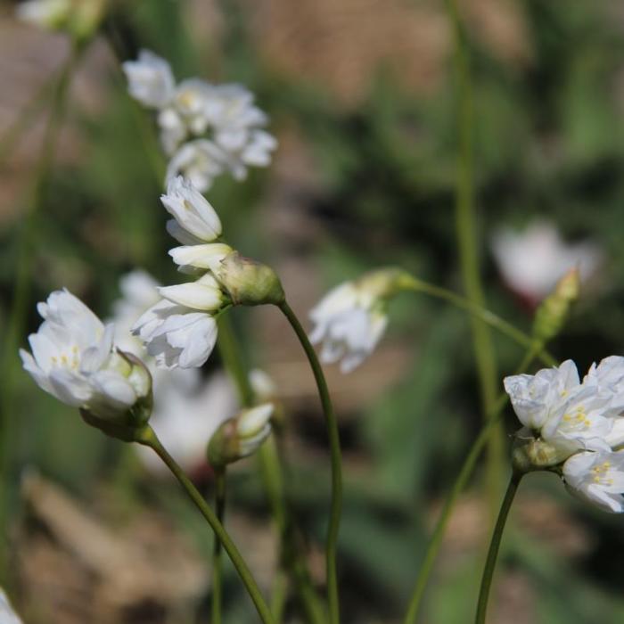 Allium zebdanense plant