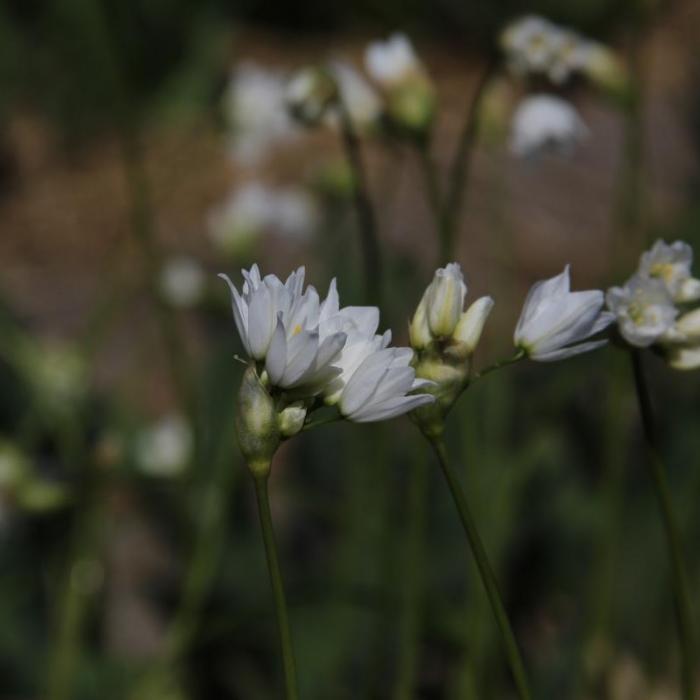 Allium zebdanense plant