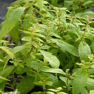Aloysia triphylla 'Golden Wind'