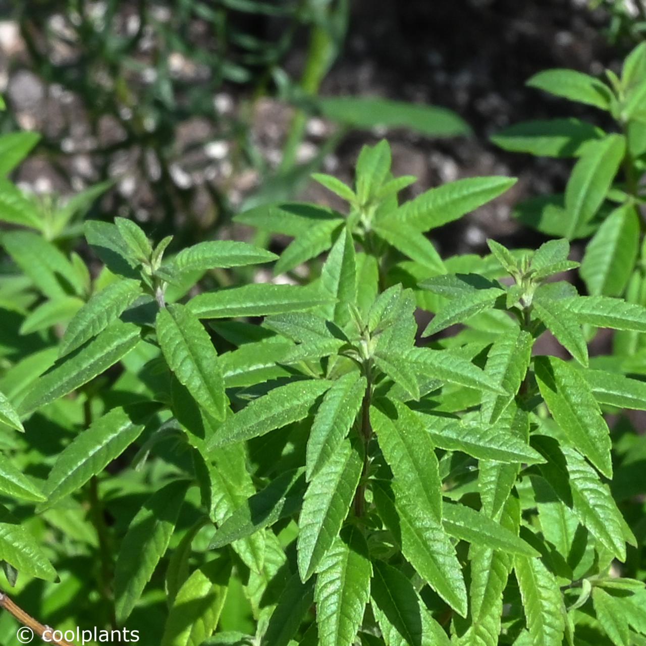 Aloysia triphylla plant