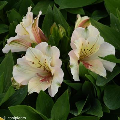 alstroemeria-beach-valley