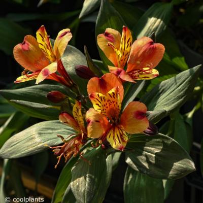 alstroemeria-indian-summer