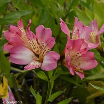 alstroemeria-summer-break