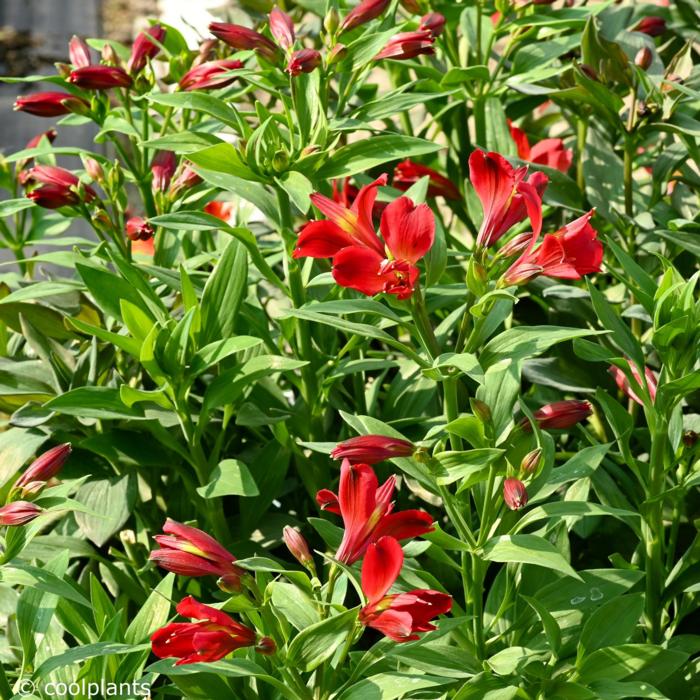 Alstroemeria 'Summer Heat' plant