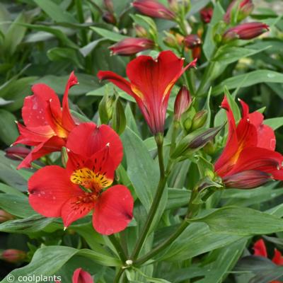 alstroemeria-summer-heat