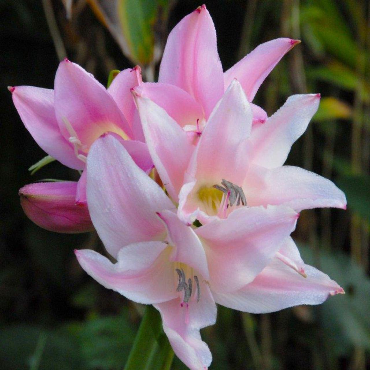 Amarcrinum howardii plant