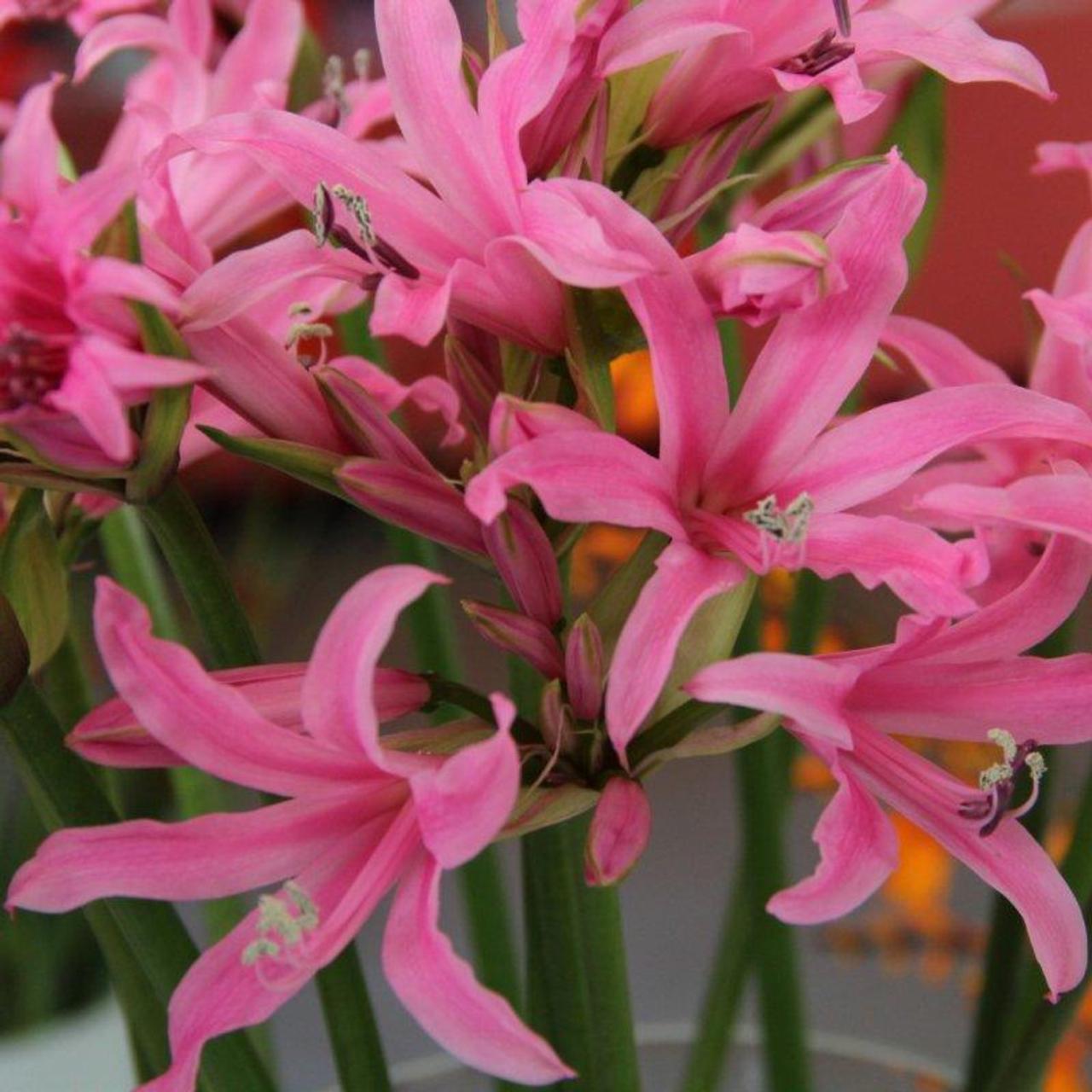 Amarine Belladiva 'Aphrodite' plant