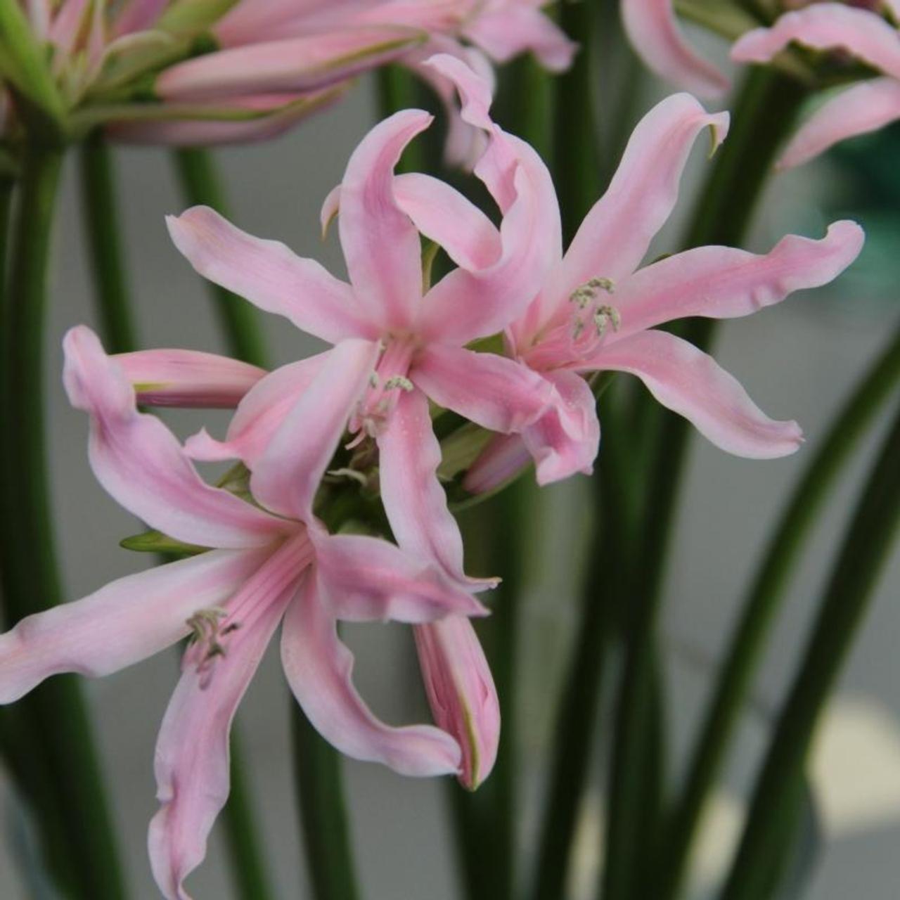 Amarine Belladiva 'Emanuelle' plant