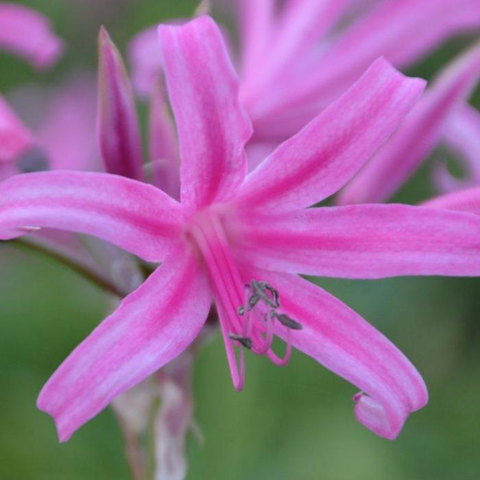 Amarine 'Belladiva Paris'