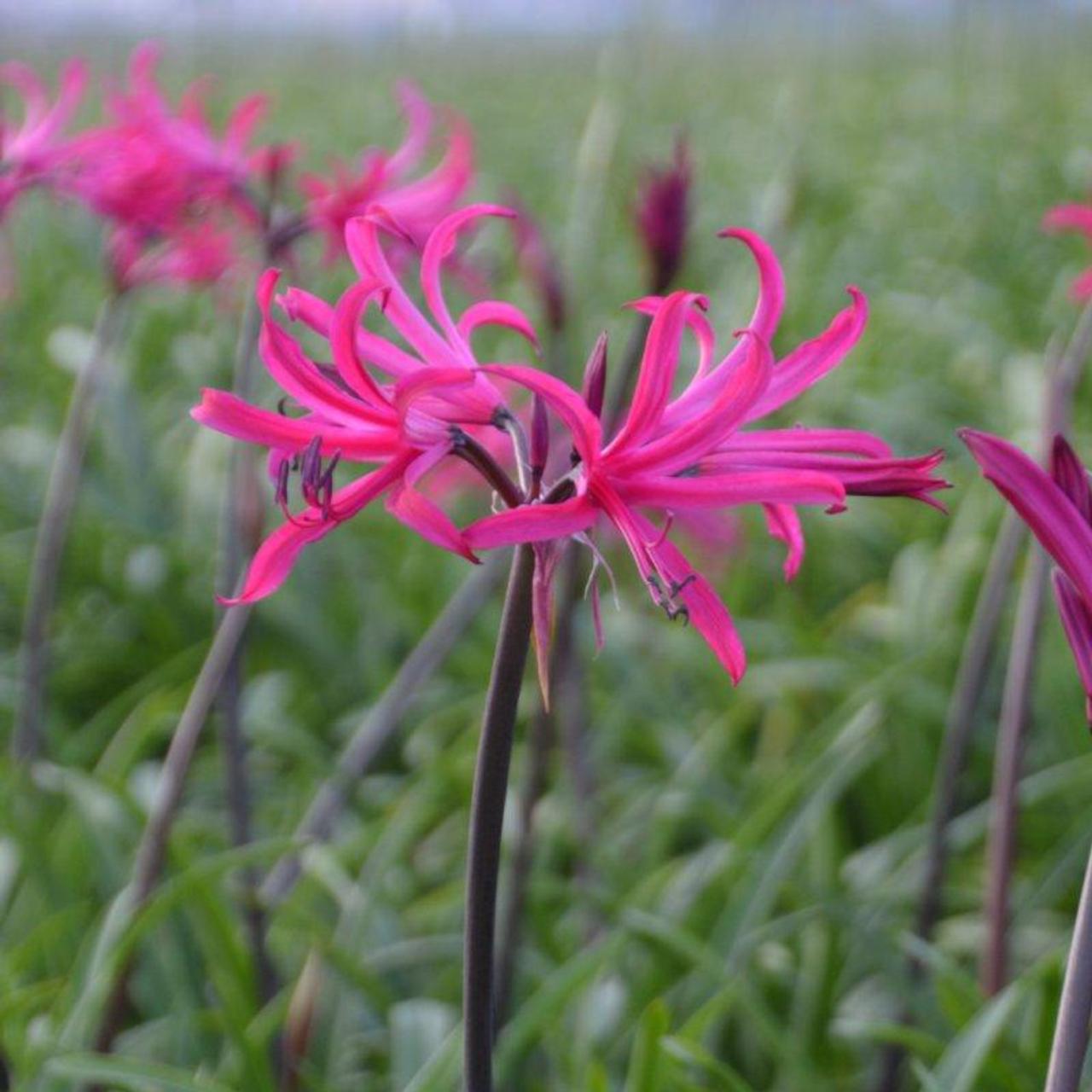 Amarine Belladiva 'Tomoko' plant