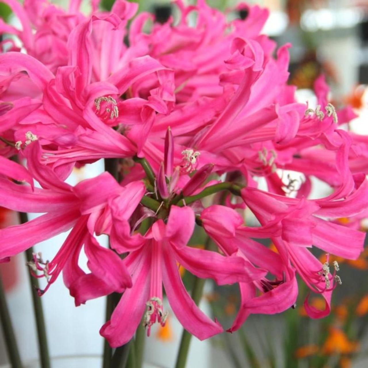 Amarine Belladiva 'Anastasia' plant