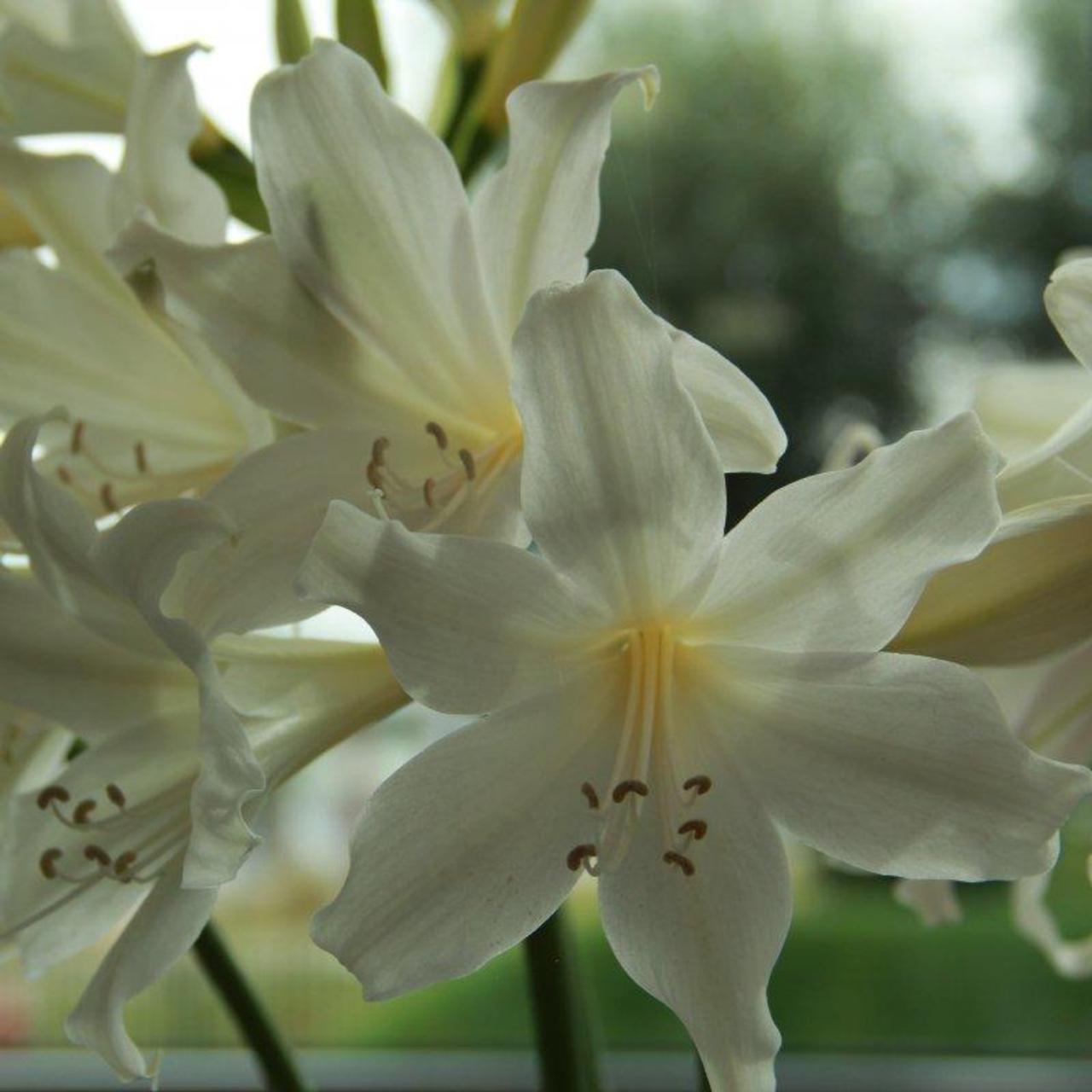 Amarygia 'Alba' plant