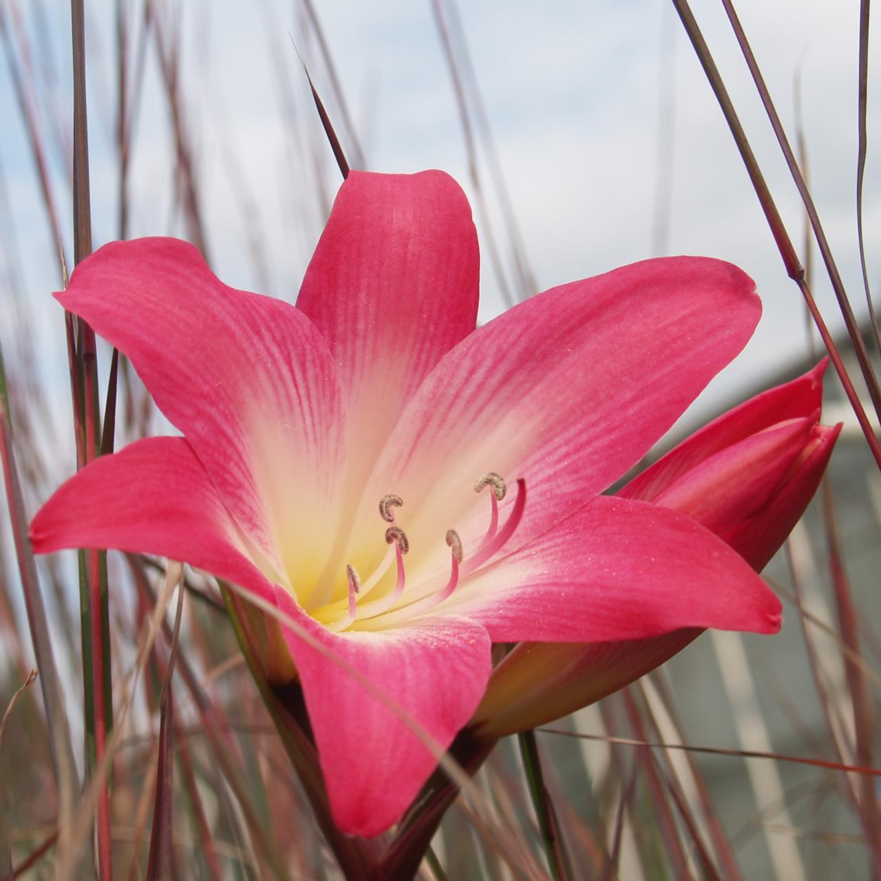 Amaryllis belladonna plant