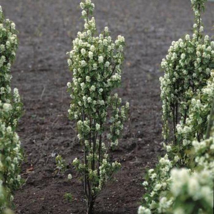 Amelanchier alnifolia 'Obelisk' plant