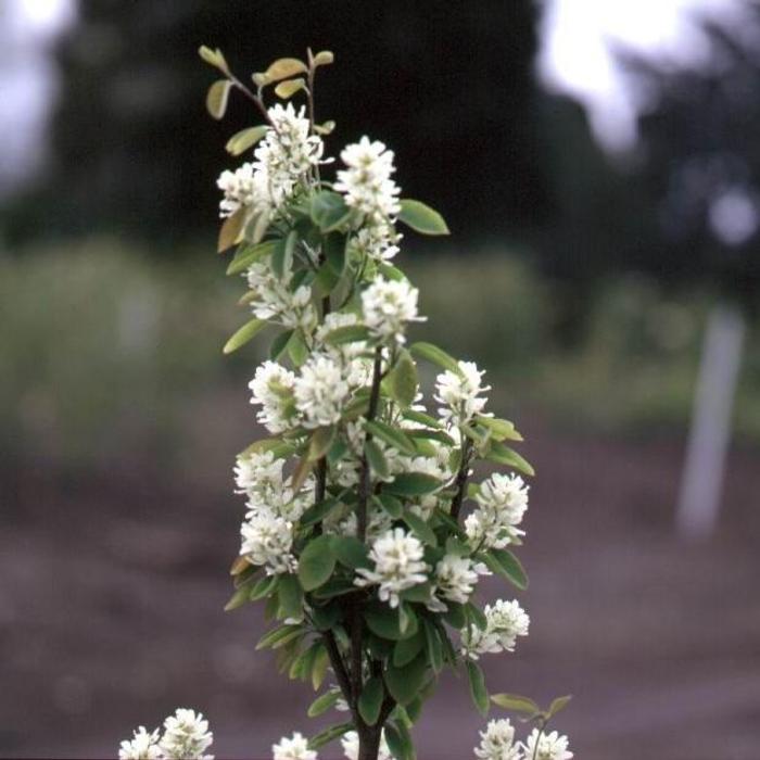 Amelanchier alnifolia 'Obelisk' plant