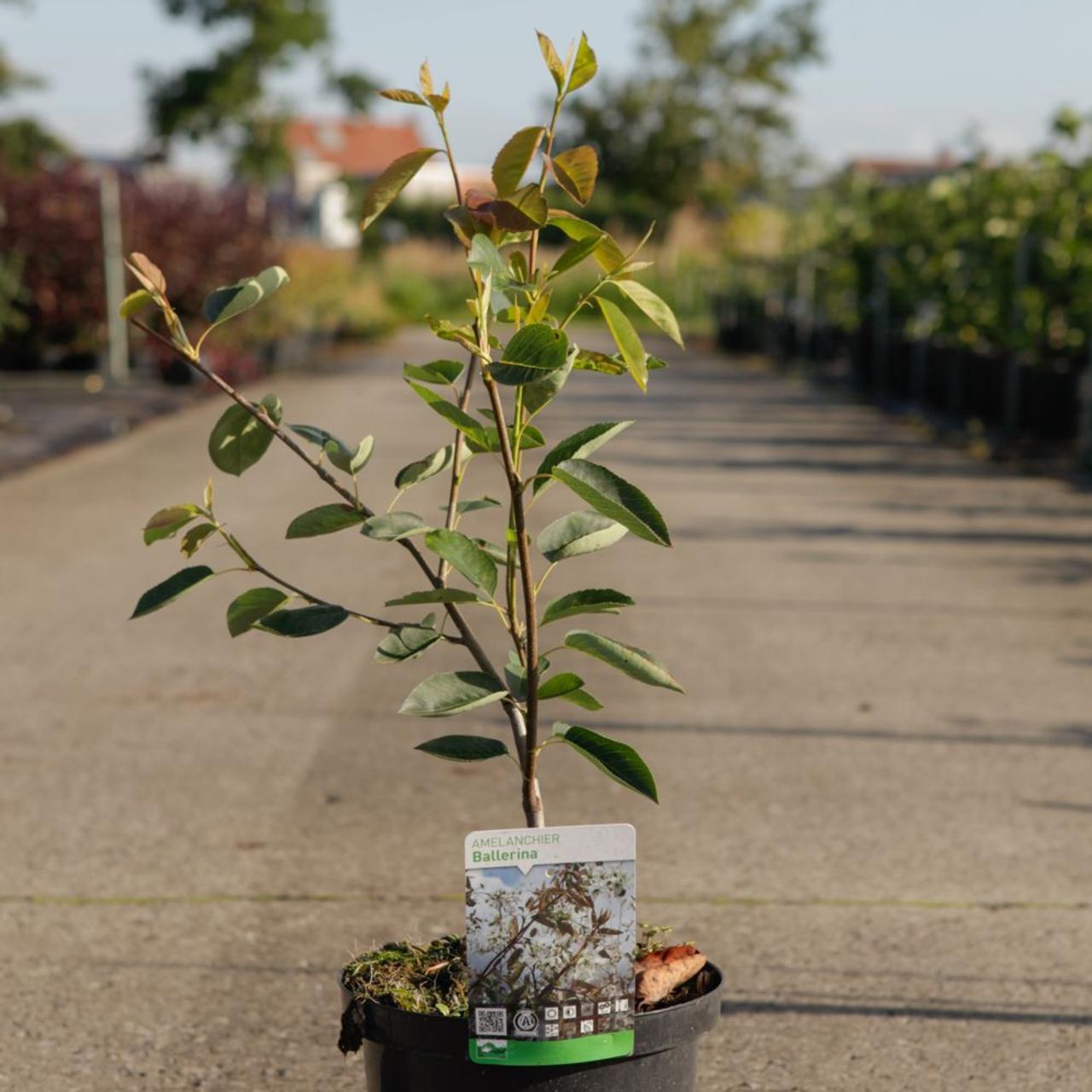 Amelanchier lamarckii 'Ballerina' plant