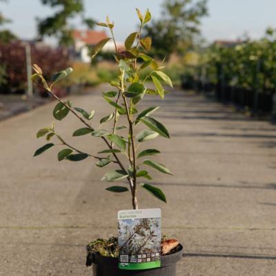 amelanchier-lamarckii-ballerina