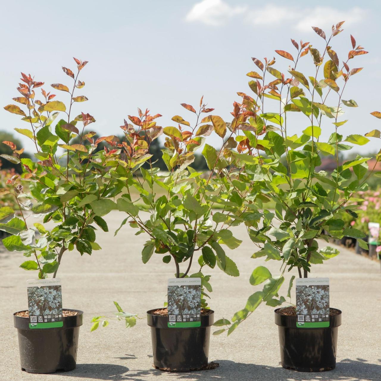 Amelanchier lamarckii plant