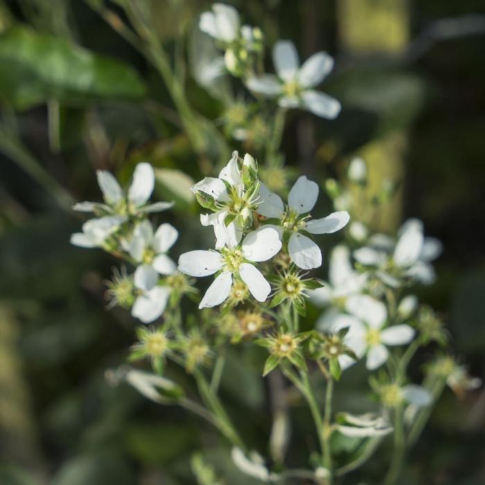 Amelanchier alnifolia 'Saskatoon Berry' plant