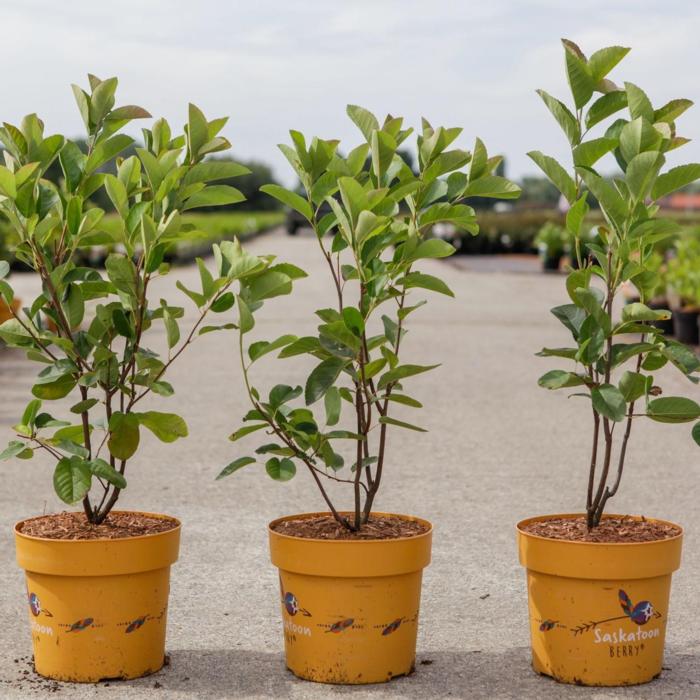 Amelanchier alnifolia 'Saskatoon Berry' plant