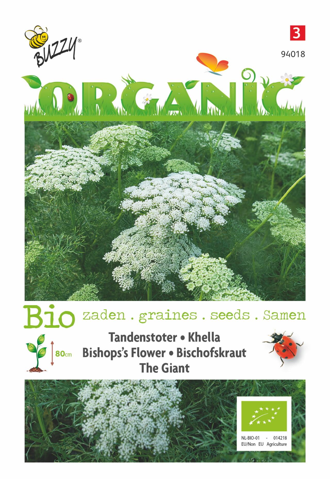 Ammi visnaga 'The Giant' (BIO) plant