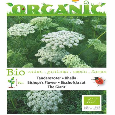 ammi-visnaga-the-giant-bio