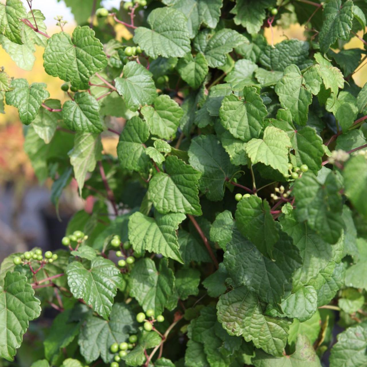 Ampelopsis brevipedunculata maximowiczii plant