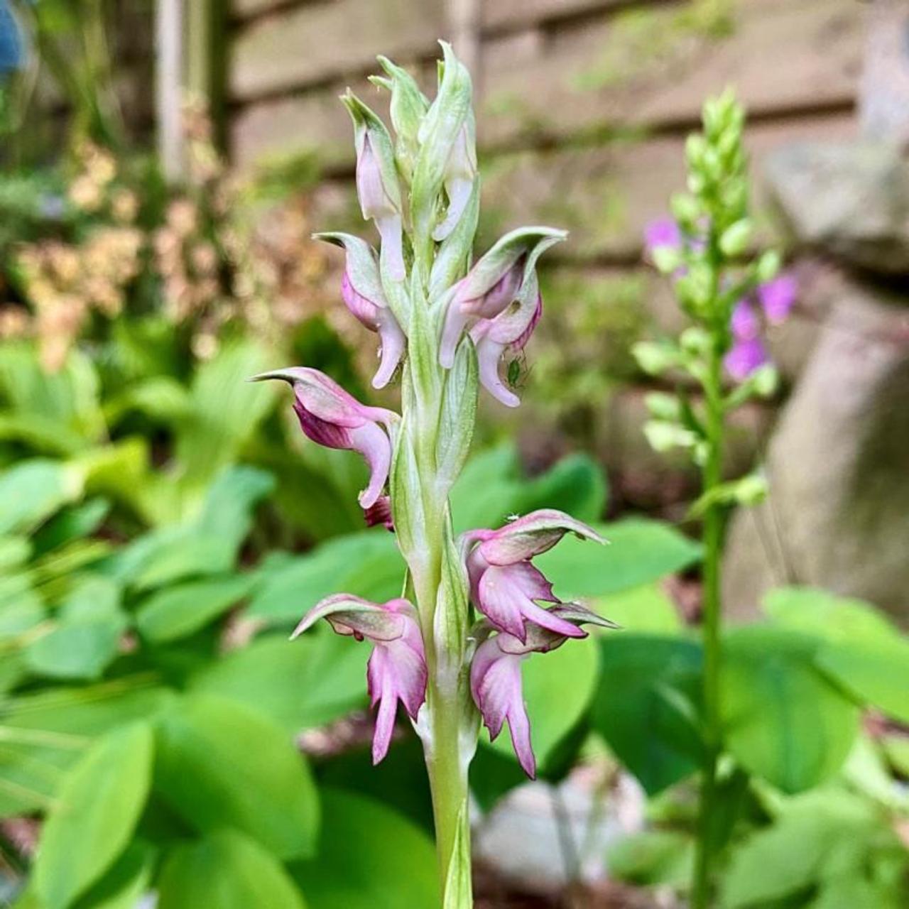 Anacamptis sancta plant