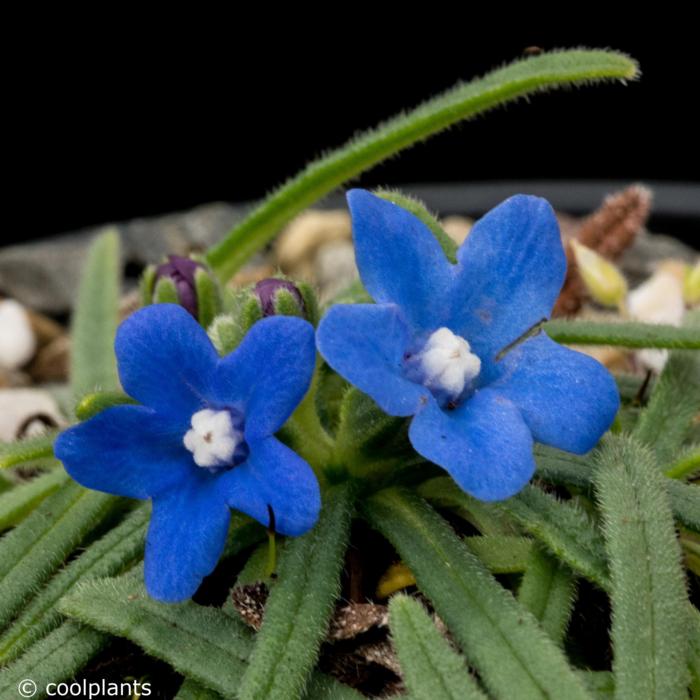 Anchusa cespitosa plant