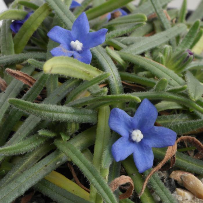 Anchusa cespitosa plant